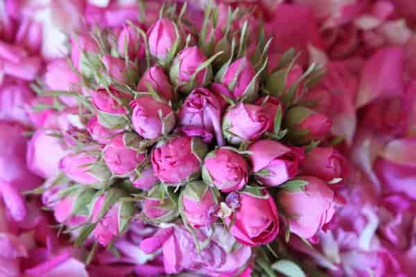 تصویر 1 از خرید گل محمدی کاشان + قیمت فروش استثنایی